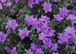Rhododendron Ramapo / Törpe japán azálea